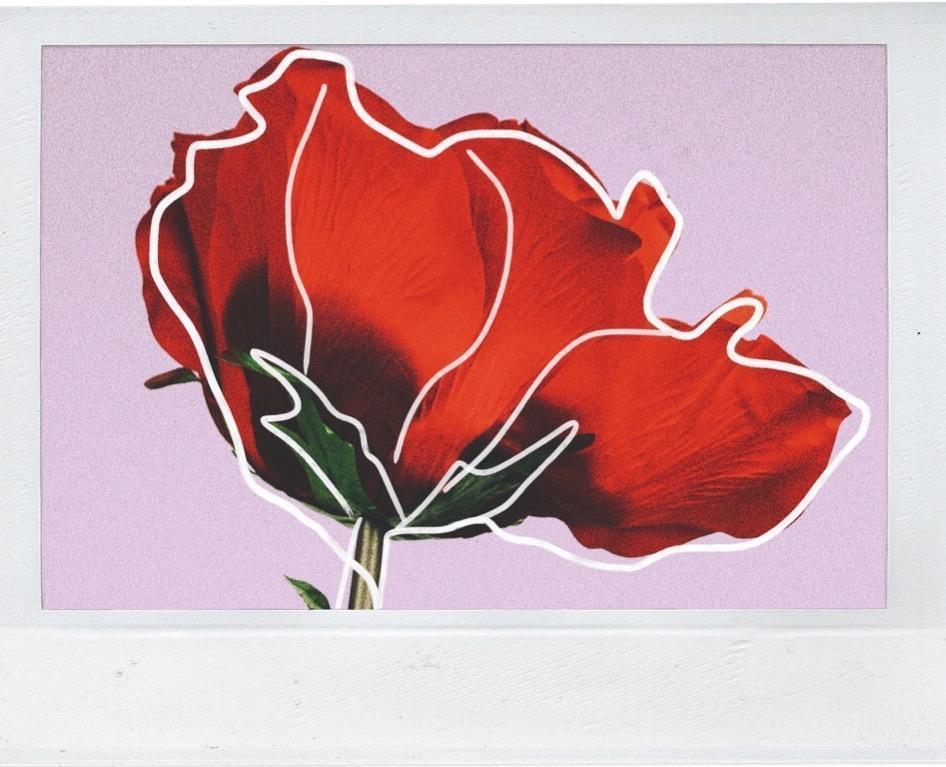 Red Rose